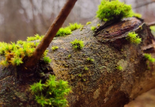 jonathan-petersson-grizzlybear-se-closeup-tree