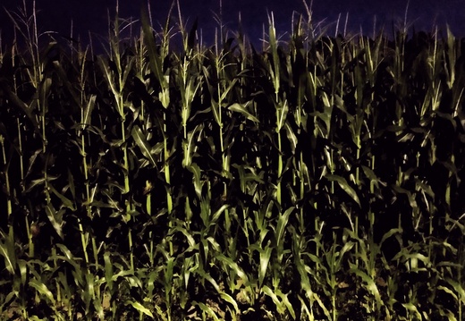 jonathan-petersson-grizzlybear-se-cornfield-night-osudden