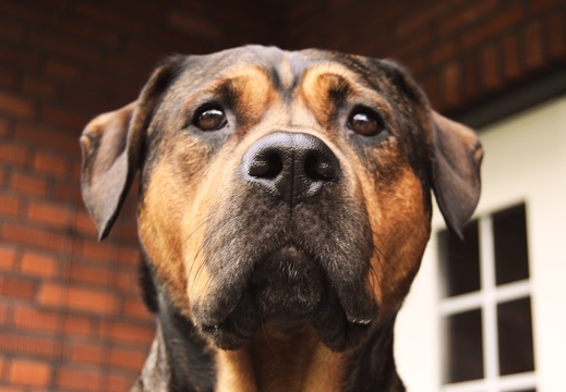 jonathan-petersson-grizzlybear-se-rottweiler-dog