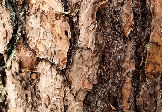 jonathan-petersson-grizzlybear-se-tree-closeup-background-texture