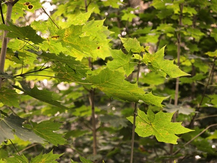 jonathan-petersson-grizzlybear-se-tree-green-leaves-prostsjon-varnamo