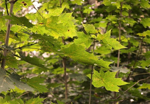 jonathan-petersson-grizzlybear-se-tree-green-leaves-prostsjon-varnamo