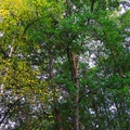 jonathan-petersson-grizzlybear-se-trees-osudden-varnamo